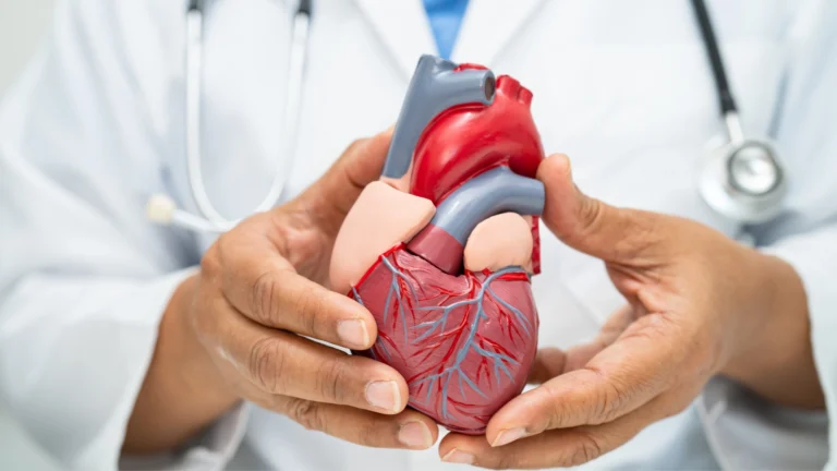 Doctor holding an anatomical model of a human heart, demonstrating cardiovascular structure and function in a medical or educational setting