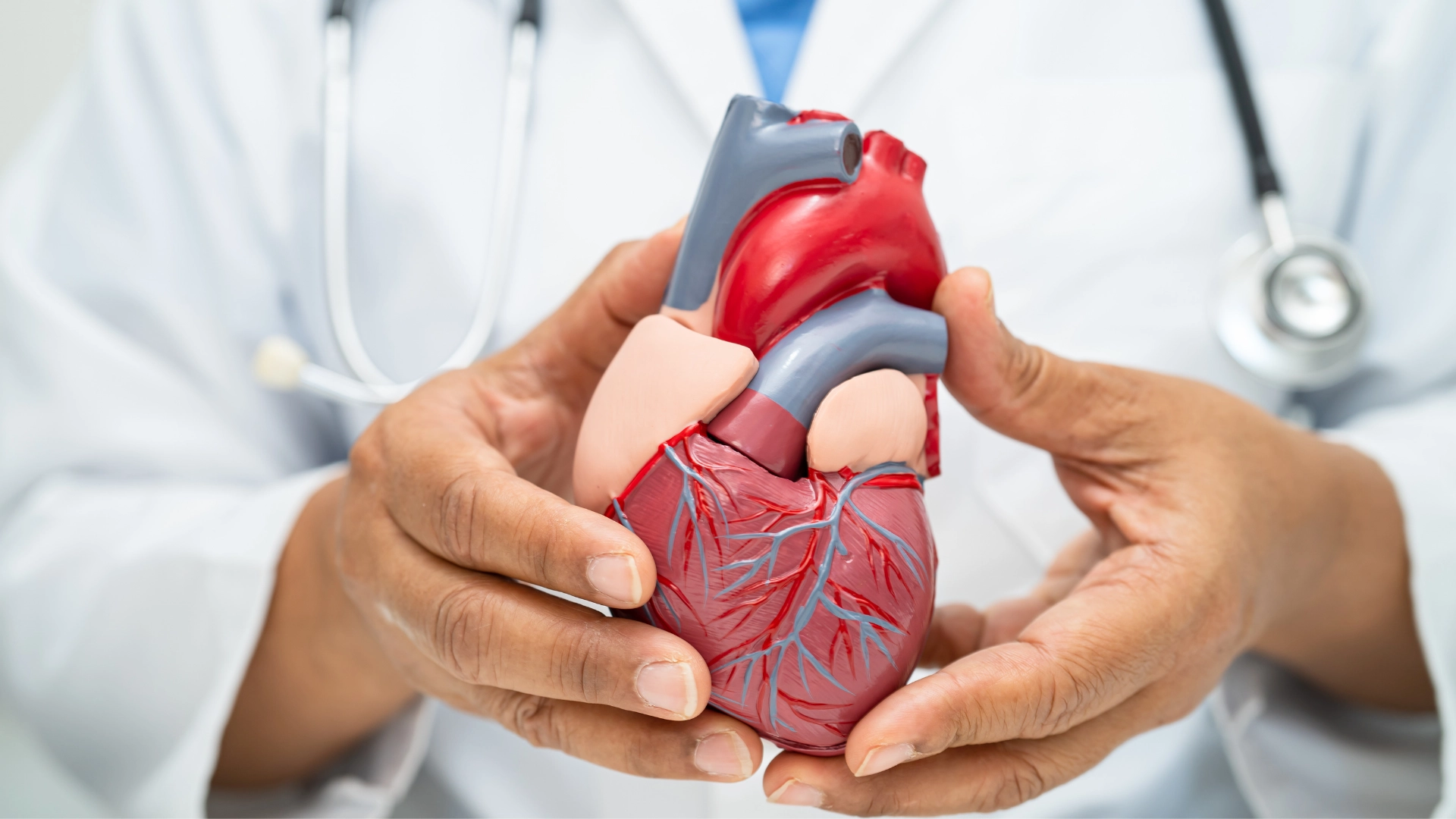 Doctor holding an anatomical model of a human heart, demonstrating cardiovascular structure and function in a medical or educational setting